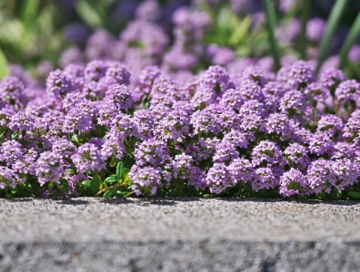 bloemen voor bijen en vlinders