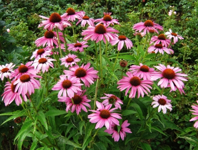Bloemen voor vlinders en bijen
