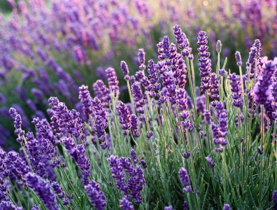Planten voor bijen en vlinders
