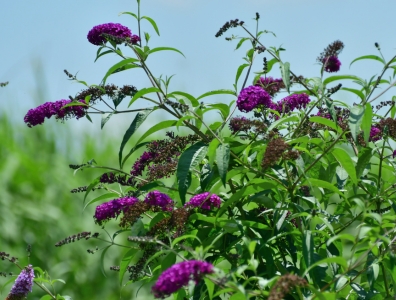 Planten voor vlinders en bijen