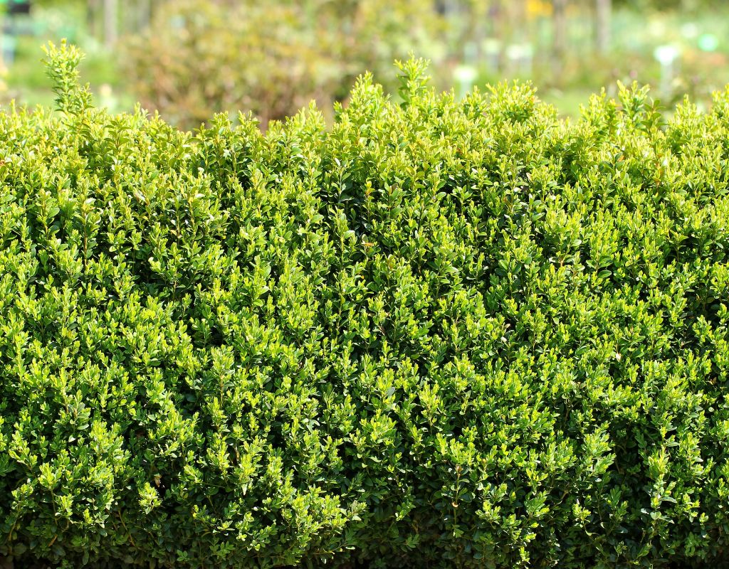 Wanneer buxus snoeien