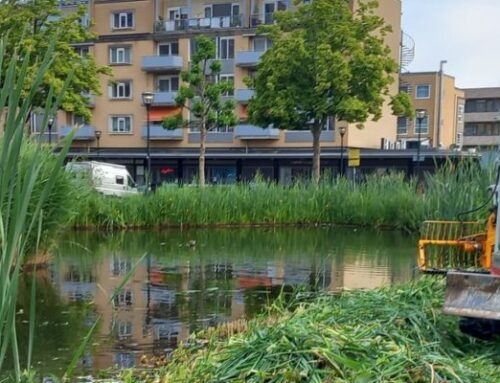 Verwijderen riet en waterplanten Admiraalsplein