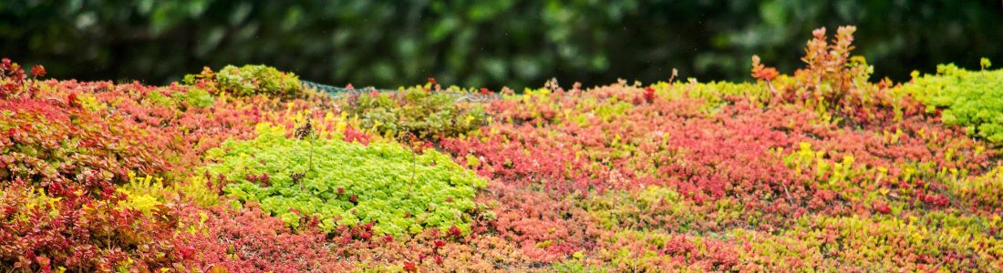 subsidie klimaatadaptatie