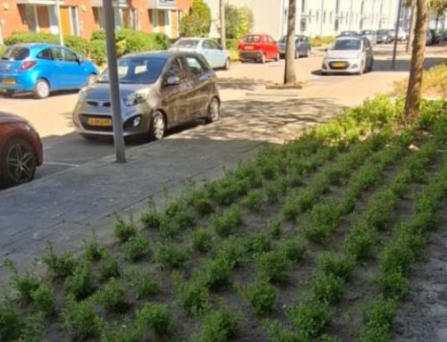 Renovatie groenvoorziening rondom wooncomplex in Rotterdam