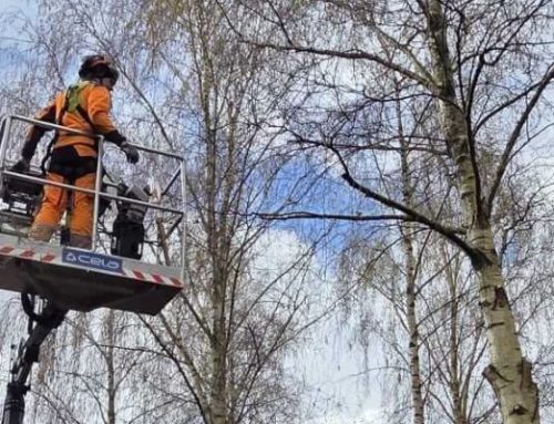 Snoeiwerk Dordrecht Amstelwijck